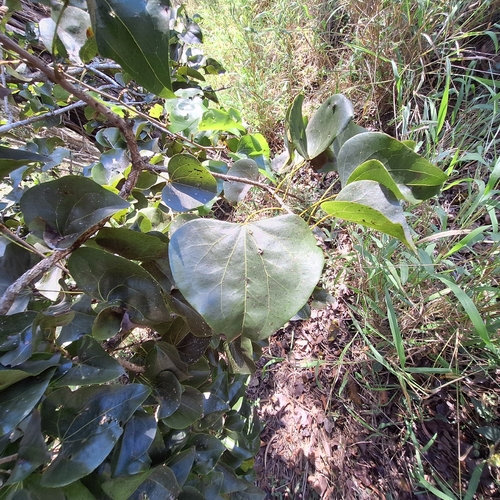 Barklya syringifolia, photograph 5