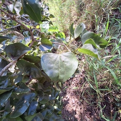 Barklya syringifolia, photograph (c) Greg Tasney, some rights reserved (CC BY-SA)