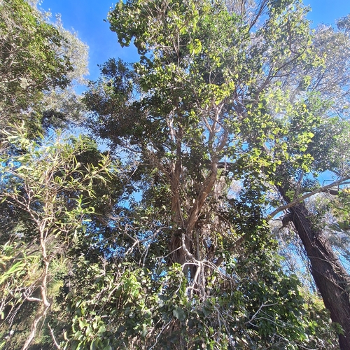 Barklya syringifolia, photograph 6