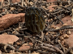 Morchella brunnea