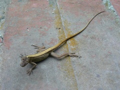 Anolis antonii