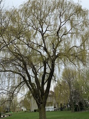 Salix × pendulina