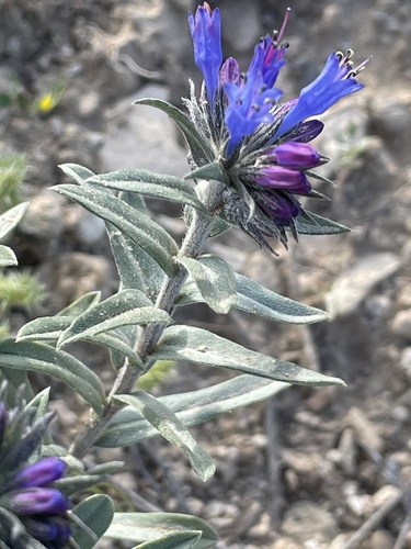 Moltkia coerulea