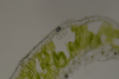 Mannia gracilis