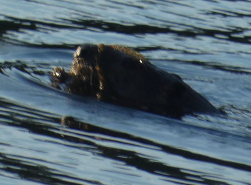 animal observation 2