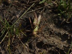 Orthoptera