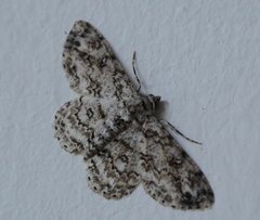 Ascotis reciprocaria