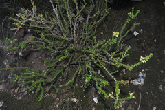 Acantholippia seriphioides