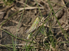 Orthoptera