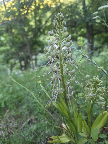 Lizard Orchid