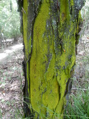Desmococcus olivaceus