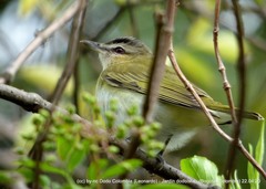 Vireo olivaceus