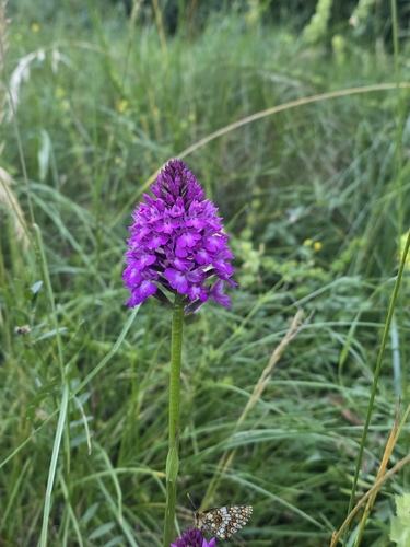 pyramidal orchid