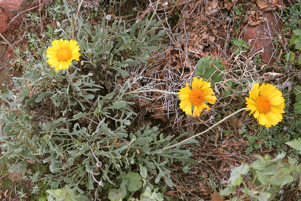 Gaillardia cabrerae