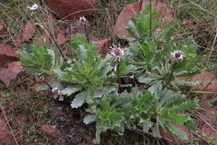 Grindelia covasii