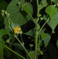 J. L. Gómez-Hechavarría, CC BY, iNaturalist via GBIF Abutilon viscosum, photograph J. L. Gómez-Hechavarría, CC BY, iNaturalist via GBIF