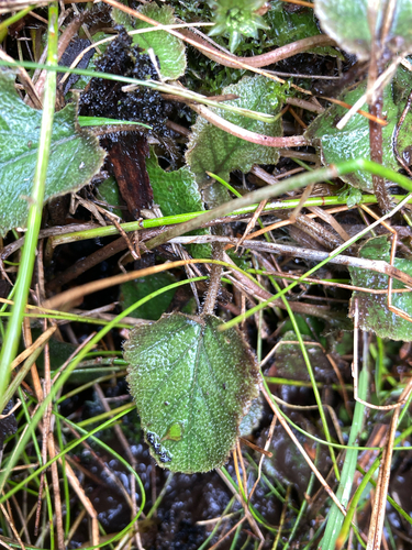 Gunnera prorepens observed 2026-06-17
