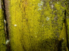 Desmococcus olivaceus