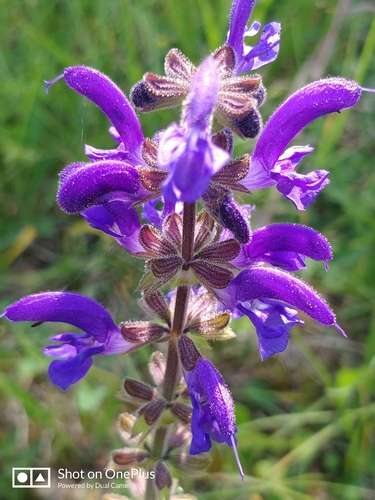 Meadow Sage