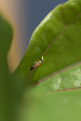 Anagyrus