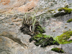 Corryocactus erectus