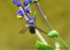 Megachile amparo