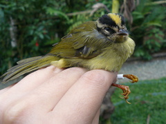 Basileuterus tristriatus