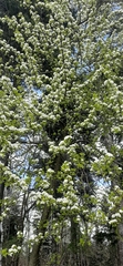 Pyrus communis pyraster