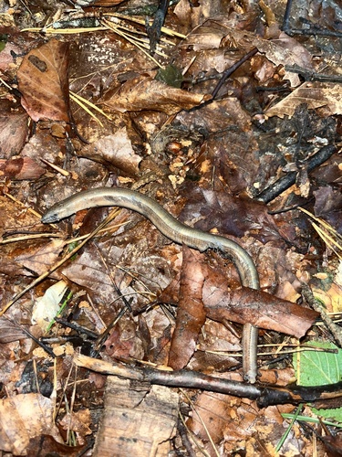 Eastern Slowworm