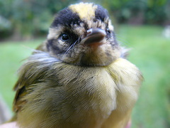 Basileuterus tristriatus