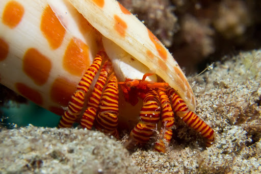 Ciliopagurus