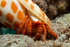 Ciliopagurus strigatus