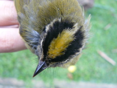 Basileuterus tristriatus