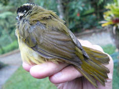 Basileuterus tristriatus