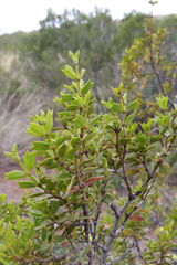 Larrea cuneifolia
