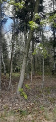Pyrus communis pyraster