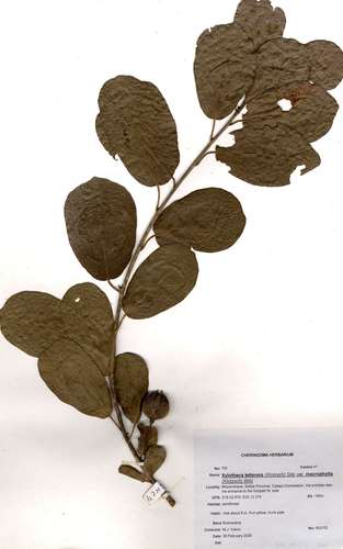 Oncoba tettensis var. macrophylla image