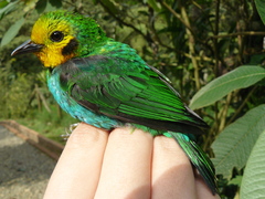 Chlorochrysa nitidissima
