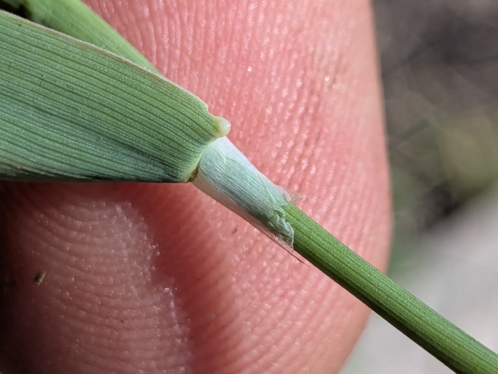 Phalaris minor; photograph (c) Abraham Sánchez Romero, some rights reserved (CC BY)