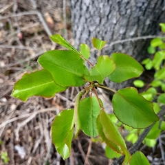 Pyrus communis pyraster