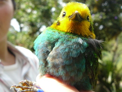 Chlorochrysa nitidissima