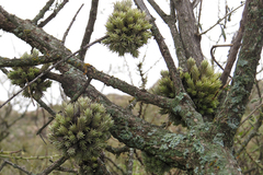 Tillandsia pedicellata