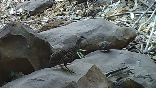 iNaturalist image