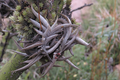 Tillandsia gilliesii