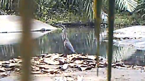 iNaturalist image