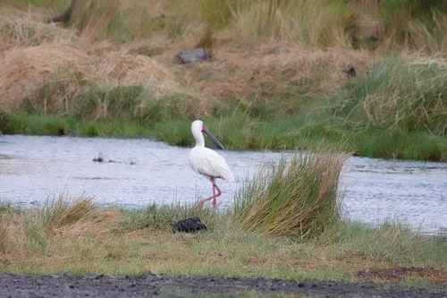 African Spoonbill