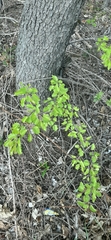 Pyrus communis pyraster