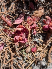 Elatine brachysperma