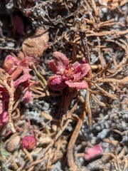 Elatine brachysperma, photograph (c) Abraham Sánchez Romero, some rights reserved (CC BY)