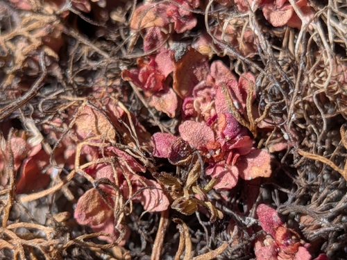 Elatine brachysperma, photograph 3